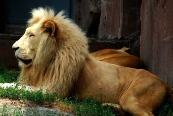 Фотография к новости: В Алматинском зоопарке погиб 15-летний лев