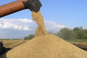 Фотография к новости: По 42 тысячи тенге за тонну готова выкупать «Продкорпорация» пшеницу у фермеров