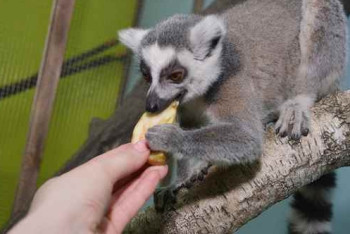 Фотография к новости: Смерть животных в контактном зоопарке: павлодарская полиция начала проверку 