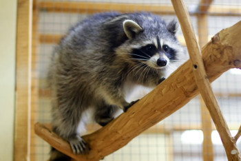 Фотография к новости: Порядка 50 животных сварились заживо в зоопарке Павлодара