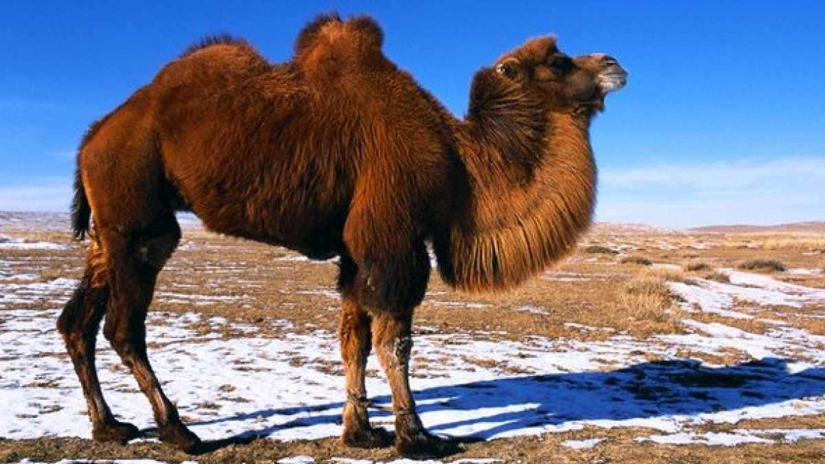 из открытых источников