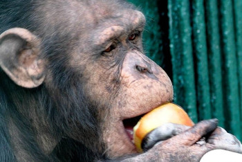 Фотография к новости: Казахстанский гонщик пожертвовал 2 млн тенге на строительство вольера для обезьян в Алматы