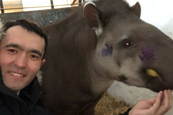 Фотография к новости: Кенгуру и самку тапира привезли в Алматинский зоопарк из Новосибирска