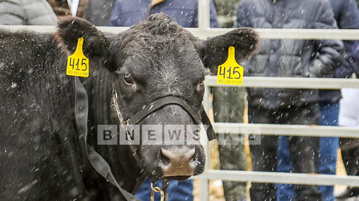 Фотоархив BNews.kz