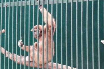 Фотография к новости: Актюбинец пожертвовал 5 млн тенге Алматинскому зоопарку