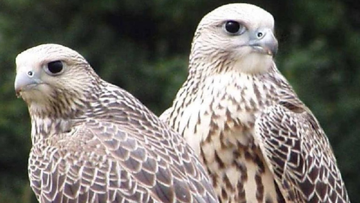 Из открытых источников