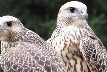 Фотография к новости: Браконьер из ОАЭ оштрафован на 1,1 млн тенге в Жамбылской области 