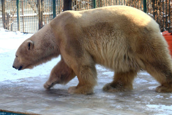 Фотография к новости: Старейший белый медведь отметил день рождения в зоопарке Алматы