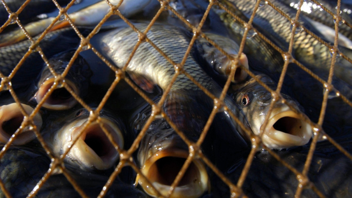 Из открытых источников