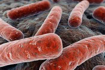 Фотография к новости: Об учителе-туберкулезнике в школе Талгара высказались в Минздраве