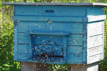 Фотография к новости: Школу для обучения пчеловодству открыли в Петропавловске