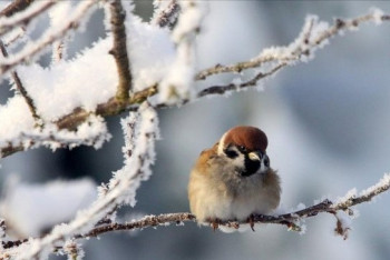 Фотография к новости: Потепление ожидает казахстанцев в ближайшие дни