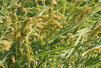 Фотография к новости: Сельхозник из Кызылорды назвал выведенный им сорт риса в честь себя и жены