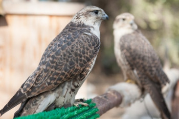 Фотография к новости: Краснокнижных соколов пытались вывезти из Казахстана в Катар