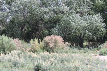 В Кызылординской области восстановят 188 тысяч га орошаемых земель