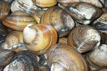 Фотография к новости: Моллюсков в Казахстан будут импортировать беспошлинно 