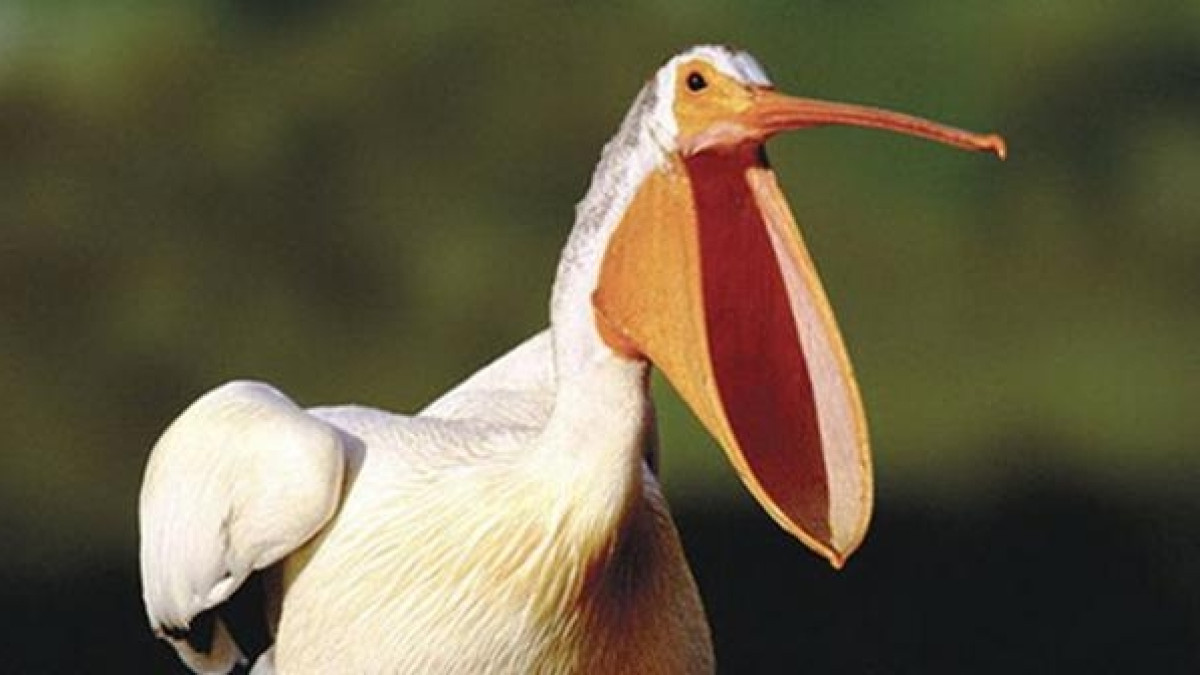 из открытых источников