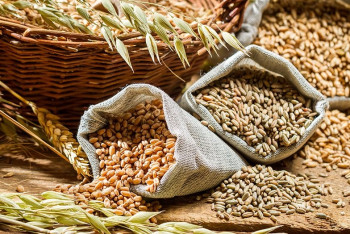 Фотография к новости: Казахстан возобновит экспорт зерна в Иран