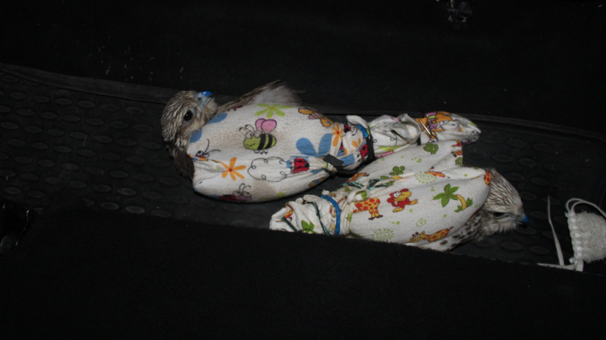 пресс-служба ДВД Кызылординской области