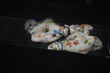 Фотография к новости: Задержан мужчина, пытавшийся перевезти двух редких соколов-балобанов 