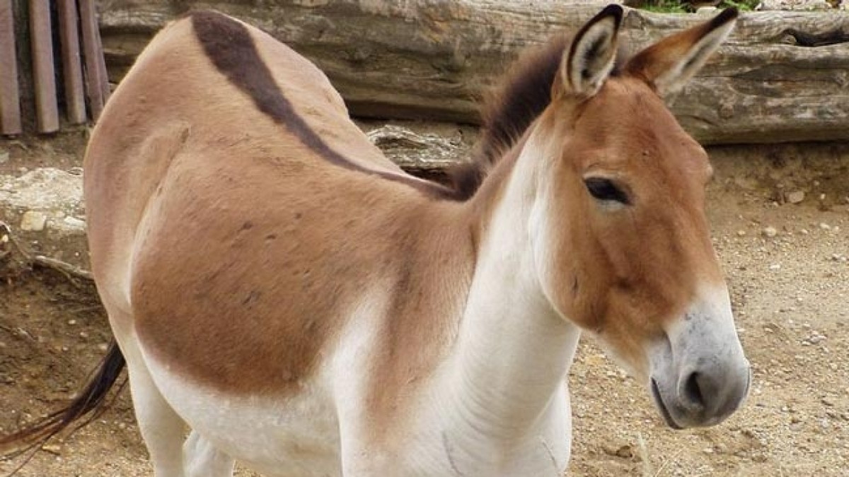 из открытых источников