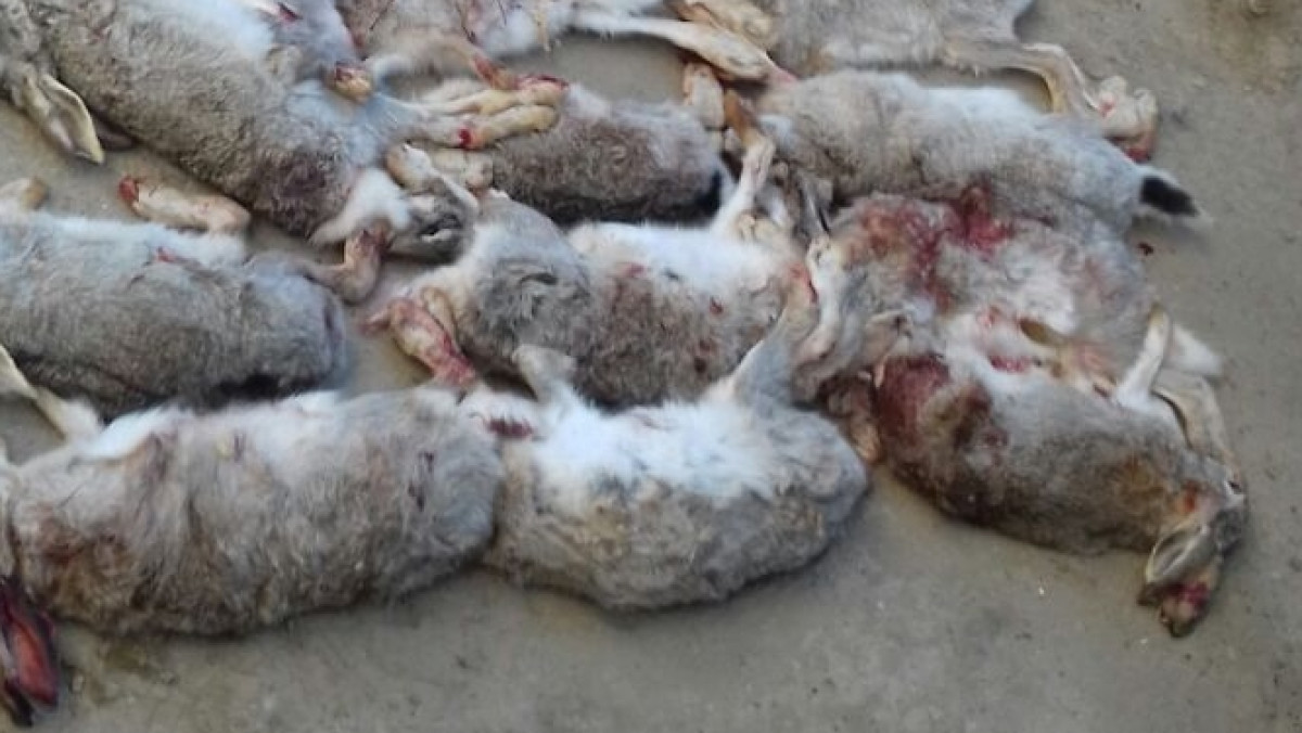 В Кызылорде задержали браконьеров с 54 тушками зайцев