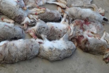 В Кызылорде задержали браконьеров с 54 тушками зайцев