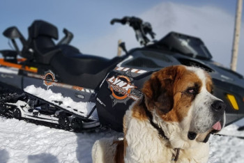 Фотография к новости: Символ Шымбулака собака Чимба ушла на пенсию 