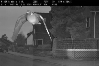 Фотография к новости: Голубя оштрафовали на 25 евро за превышение скорости 