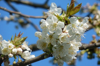 Фотография к новости: О погоде в Казахстане на 13 мая рассказали синоптики