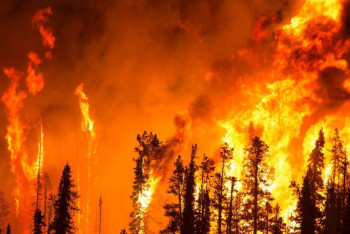 Фотография к новости: В России горит более 40 тысяч гектаров лесов