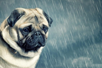 Фотография к новости: О погоде в Казахстане на 12 мая рассказали синоптики