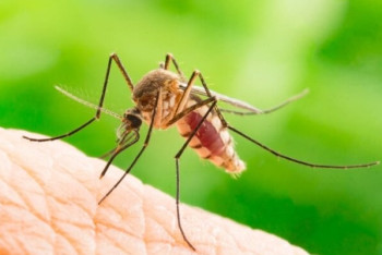 Фотография к новости: Как защититься от укусов комаров рассказали в ДООЗ Нур-Султана