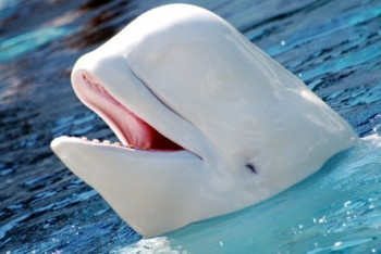 Фотография к новости: Белуха вернула владельцу утонувший в море iPhone