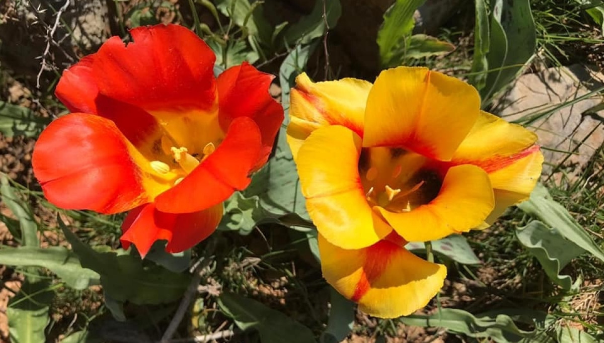 из открытых источников 