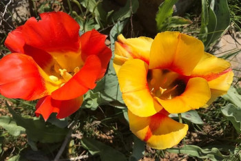 Фотография к новости: До 33 градусов тепла обещают синоптики на праздничные выходные в РК 