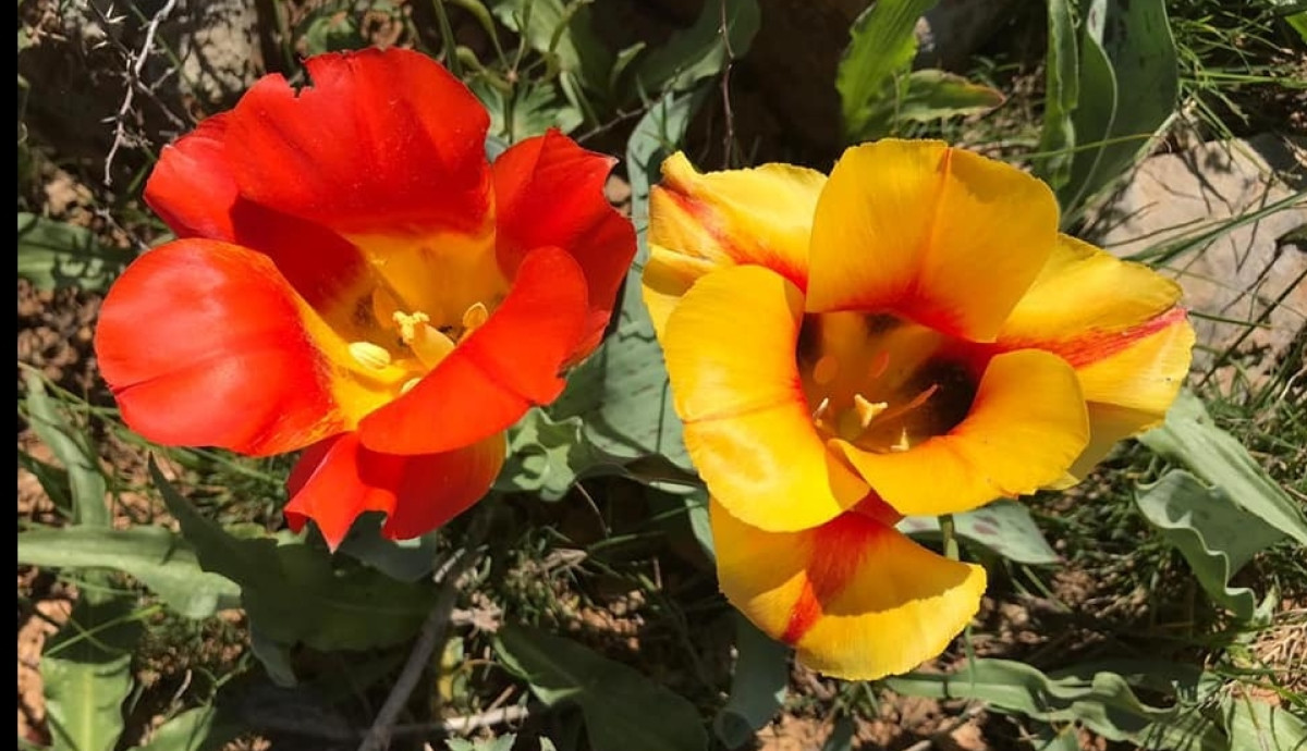 из открытых источников 