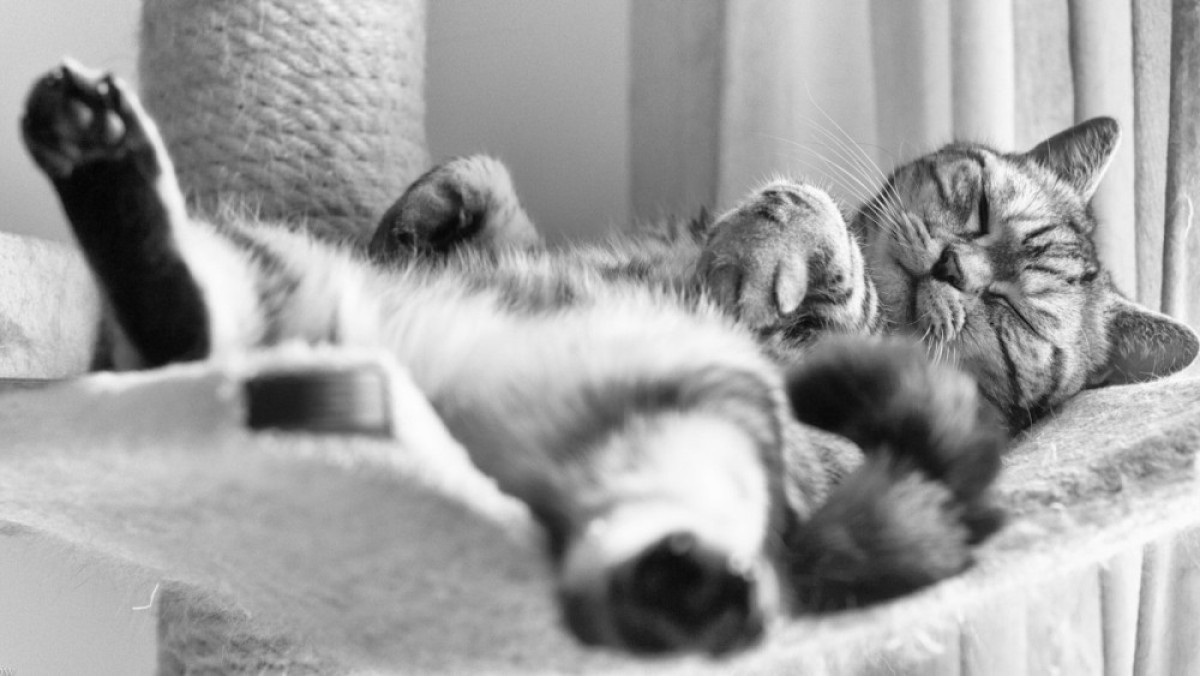 Безделье полезно для психического здоровья, утверждают психологи