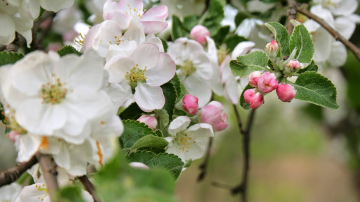 из открытых источников