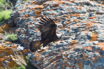 Фотография к новости: О результатах экспедиции по учету беркутов рассказали в Алматы 
