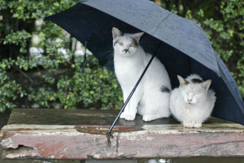 Фотография к новости: О погоде в Казахстане на 29 апреля рассказали синоптики