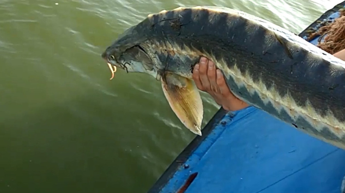 из открытых источников