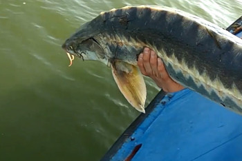 Фотография к новости: Пограничники на Каспии отпустили осетровых на 200 млн тенге