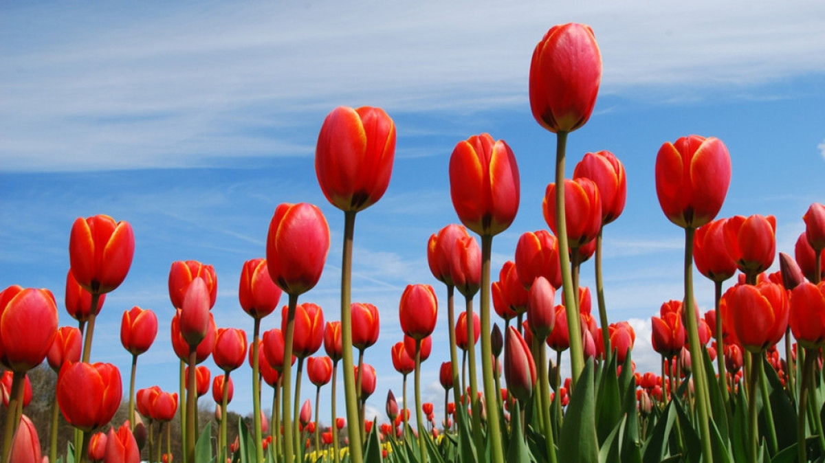 из открытых источников