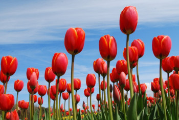 "Великий степной тюльпан" расцвел в ЗКО