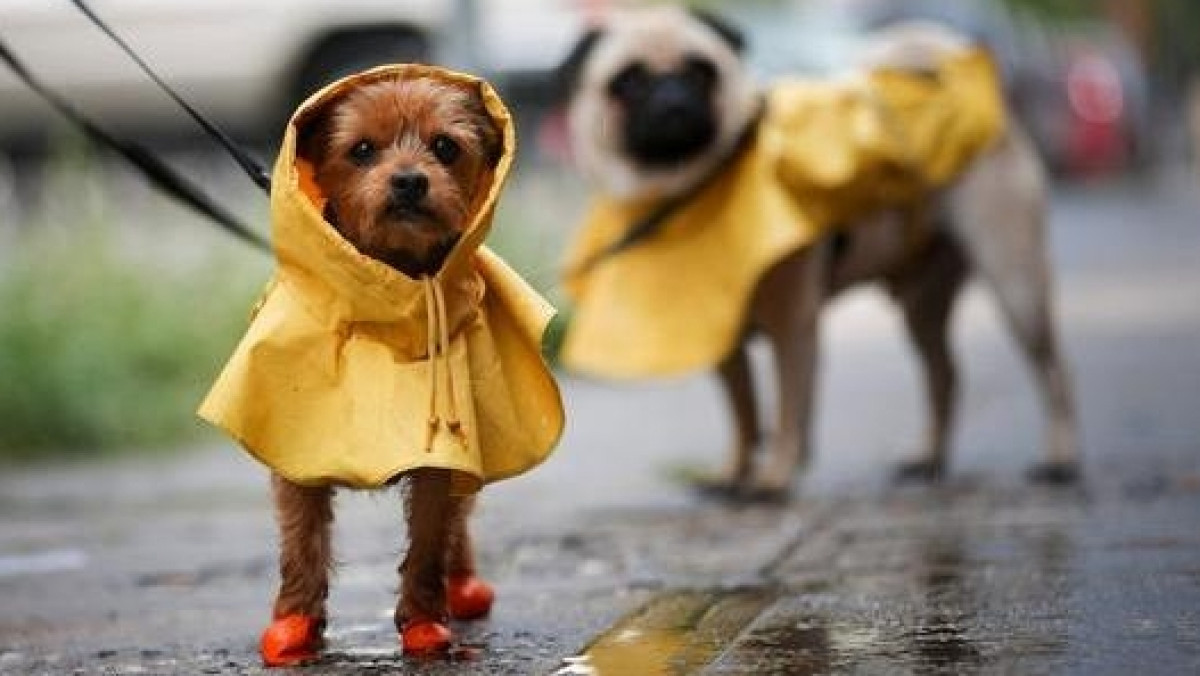 Штормовое предупреждение объявлено в Туркестанской области и ВКО 