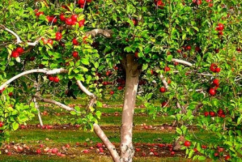 Фотография к новости: Яблоневый сад разбили в Год молодёжи студенты в Павлодарской области