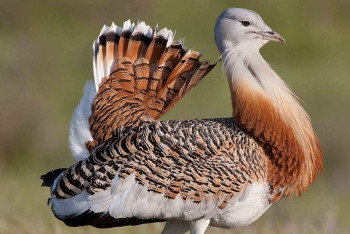 Фотография к новости: В Мангистау на волю выпустили 600 дроф-красоток