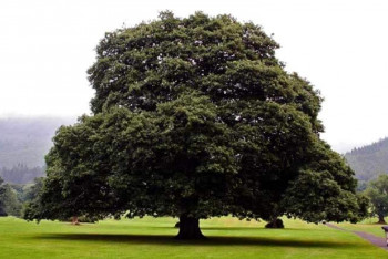 Фотография к новости: Дуб из Северной Дакоты будет расти в Нур-Султане