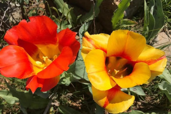 Фотография к новости: Штраф в 7 млн тенге грозит за срыв тюльпанов в Туркестане 